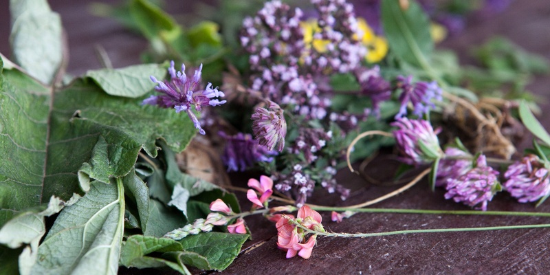 Tıbbi ve Şifalı Bitkiler Eğitimi